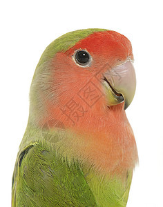 桃子面对爱鸟工作室宠物爱情红脸桃脸红色热带鸟笼蹦极绿色背景图片