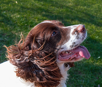 英语 Spaniel鼻子棕色哺乳动物舌头朋友犬类猎人宠物猎犬公园图片