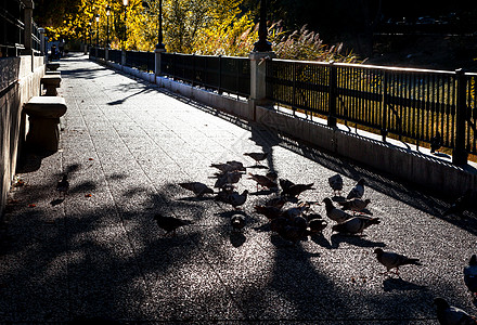 城市街道和鸽子图片