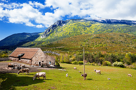 山地景观 农场上放牧的奶牛图片