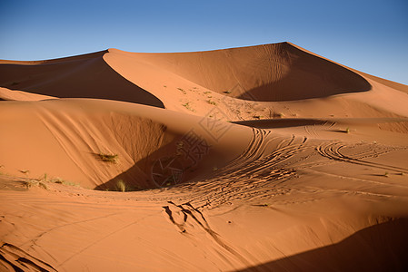 Dunes 摩洛哥 撒哈拉沙漠天空地平线太阳情调荒野运输旅游骆驼绿洲夫妻图片