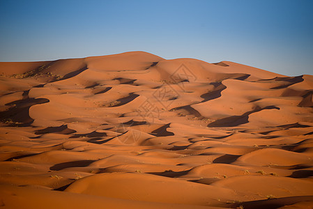 Dunes 摩洛哥 撒哈拉沙漠动物运输晴天旅游太阳哺乳动物绿洲荒野沙丘牧羊人图片