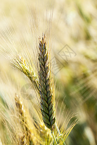 成熟的黄黄谷金子植物农场小麦大麦水果蔬菜生长团体种子图片