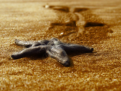金沙海星背景图片