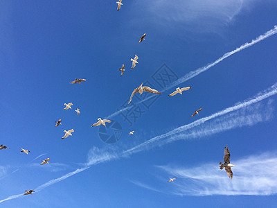 夏日的海鸥在天空中背景图片
