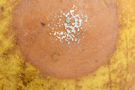 梨子 有选择性的聚焦点 有白色的真菌生长面积绿色菌类水果棕色宏观模具腐烂食物图片