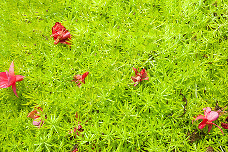 绿色植物叶子纹理背景花园森林绿色健康植物环境美丽图片