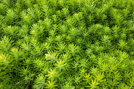 绿色植物叶子纹理背景美丽植物健康绿色环境森林花园图片