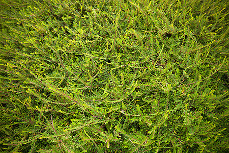 绿色植物叶子纹理背景植物环境绿色花园美丽健康森林图片