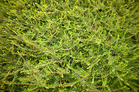 绿色植物叶子纹理背景花园环境健康美丽植物森林绿色图片