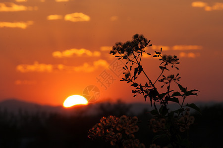 日落时月花图片