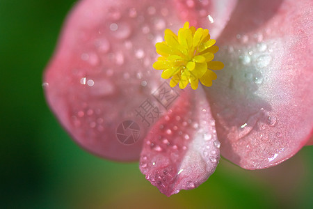 绿色背景的粉粉鲜花图片