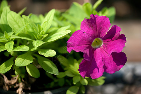 矮牵牛花叶子花瓣植物群美丽花园牵牛花紫色生长园艺团体图片