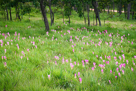 库尔库马文化郁金香旅行紫色花瓣生长情绪植物学花园叶子图片