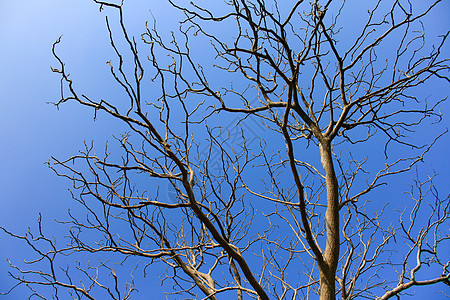 光秃秃的树枝天空枝条森林苔藓高架季节蓝色橡木生活叶子图片