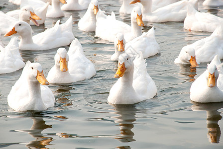 白鸭宠物鸭子动物背景图片