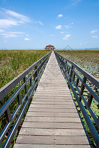 木环桥荒野沼泽池塘晴天公园人行道旅游游客植物天空图片