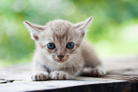 自然背景上的猫猫婴儿宠物动物猫咪绿色图片