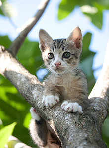 可爱的猫咪小猫图片