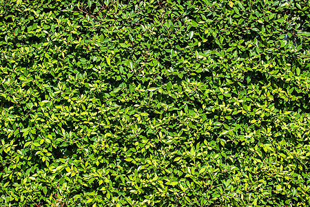 叶子墙背景地毯花园场地草地生态地面栅栏叶子宏观公园图片