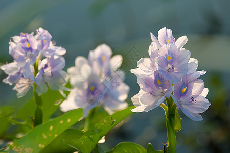 水 Hyacinth植物水生植物紫水花漂浮水葫芦生态水草气候树叶池塘图片