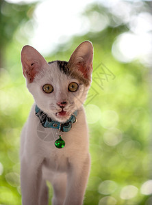 猫咪胡须猫科小猫动物毛皮宠物跳跃爪子哺乳动物乐趣图片