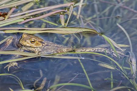 在水上漂浮的青蛙野生动物森林伴侣池塘眼睛绿色两栖蟾蜍宏观环境图片