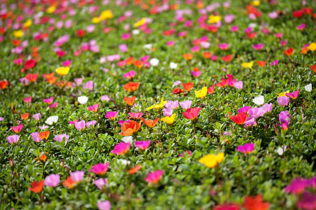 波图拉卡花花叶子花瓣猪草绿色草本植物花园活力生长植物群粉色图片