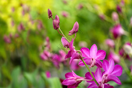 粉红兰花热带植物群情调装饰花园温泉环境植物学兰花风格背景图片