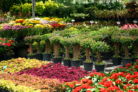 花花店植物零售旅行旅游店铺花盆场景美丽商业城市生活图片