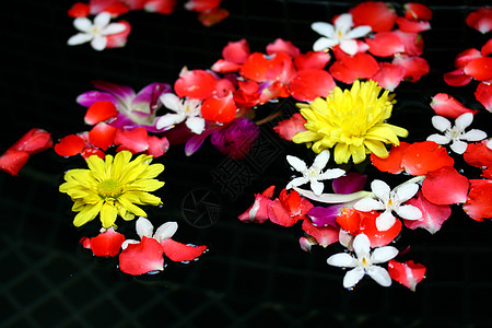 花瓣在水中的花朵红色沙龙美甲按摩白色温泉玫瑰芳香疗法香味图片