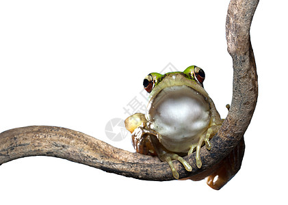 红眼树红眼青蛙在树枝上手指白色动物眼睛绿色红色两栖图片