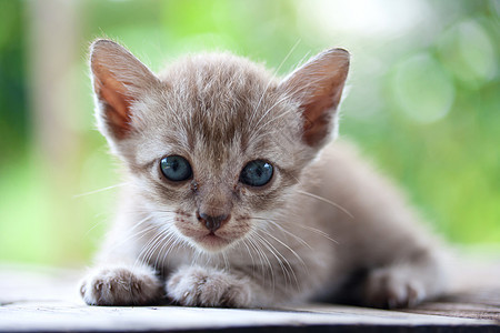 自然背景上的猫猫宠物动物婴儿猫咪绿色图片