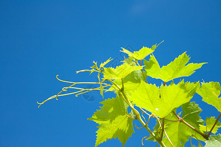 绿葡萄叶叶 青蓝天空的绿葡萄树枝图片