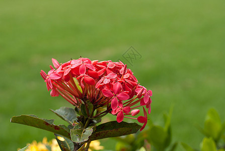 绿色背景的红花花瓣花园粉色图片