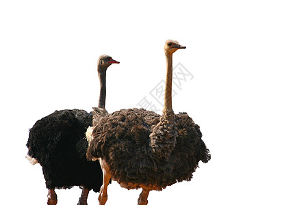 白色背景上的两个 Ostrich背景图片