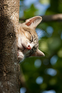 猫咪睡在树上动物睡眠宠物场地哺乳动物叶子小猫绿色图片