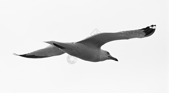 黑白海鸥的图片图片