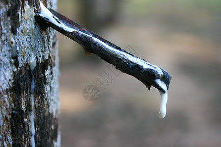 橡皮丛林原油叶子种植园木头林业液体收藏树干牛奶图片