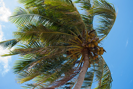 椰子树绿色天空棕榈太阳图片