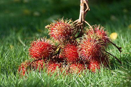 拉姆布丹红果植物情调食物种子异国热带季节营养维生素果味图片