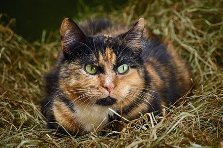 猫在海中流浪猫短发宠物猫科耳朵草垛稻草虎斑乡村动物图片