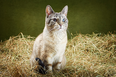 猫在海中眼睛耳朵野猫哺乳动物短发动物远亲猫科家畜动物群图片