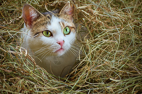 猫在海中稻草动物眼睛流浪猫乡村猫科虎斑干草动物群野猫图片