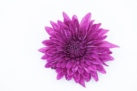 在白色背景上分离的一朵紫罗兰菊花图片