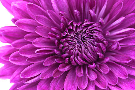 紫菊花背景特写图片