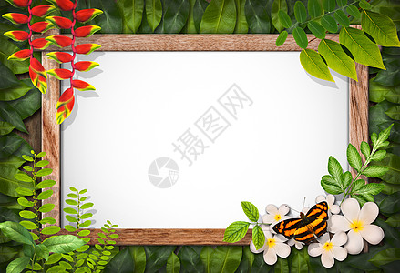 具有花绿叶背景的自然边框花瓣脆弱性艺术兰花叶子绿色边界框架植物热带图片