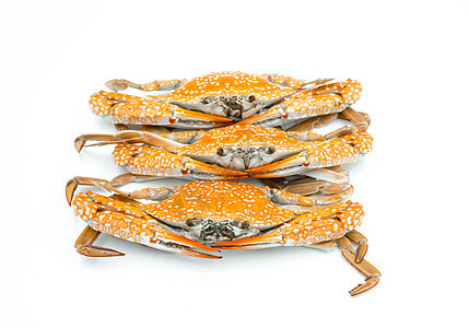 白色背景的蒸汽螃蟹寿司窝棚龙虾食物海鲜烹饪餐厅甲壳美食渔夫图片