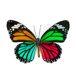 多姿多彩的蝴蝶 达纳斯·热努提亚 君主蝴蝶图片