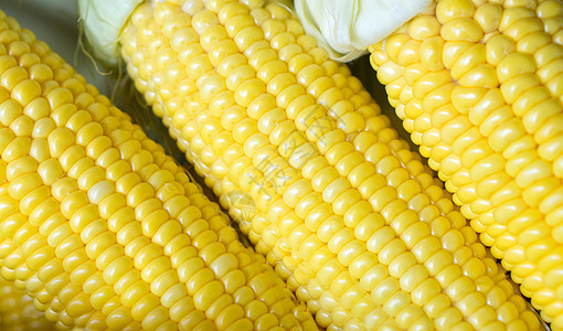 谷物成熟玉米太阳部门产品绿色收成植物食物饲料农业农民图片
